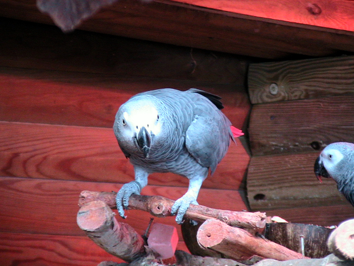 17a - Parc des Mamelles - Zoo 021.jpg